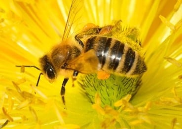 Bee Vallourec Biodiversity