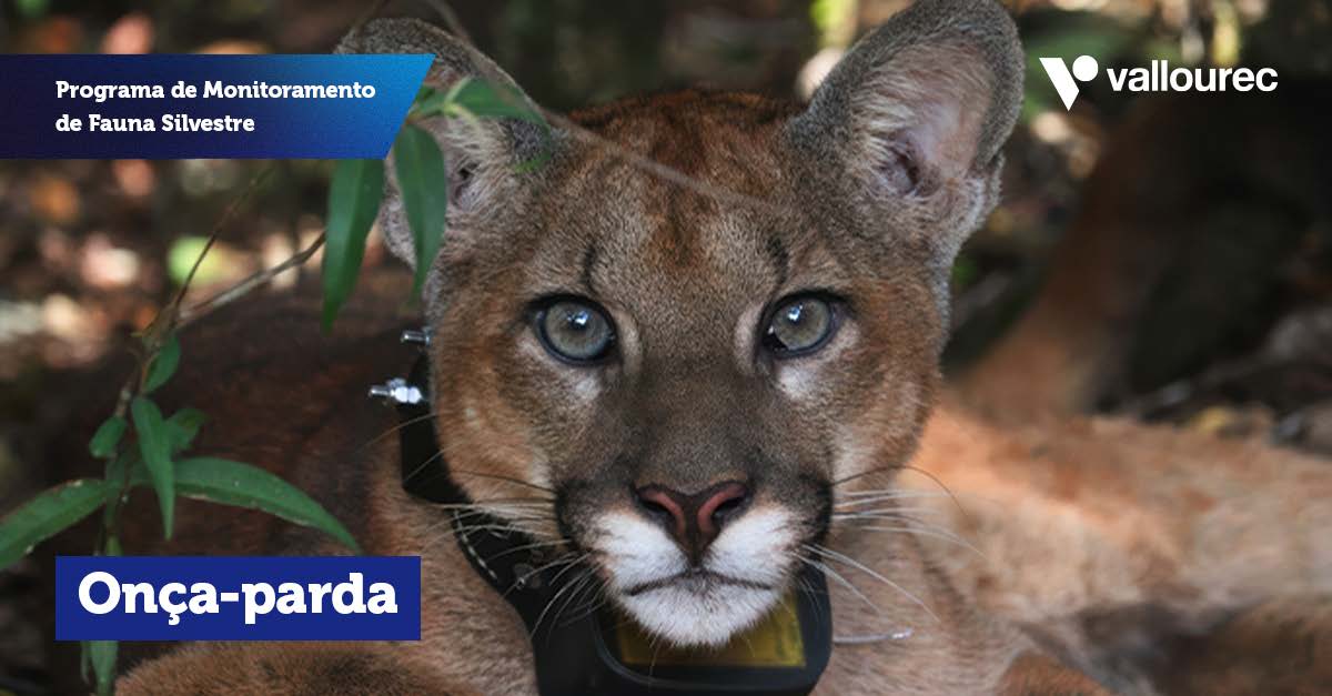 CARROSSEL-Programa_Monitoramento_Fauna_Página_2