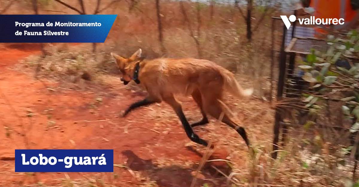 CARROSSEL-Programa_Monitoramento_Fauna_Página_3