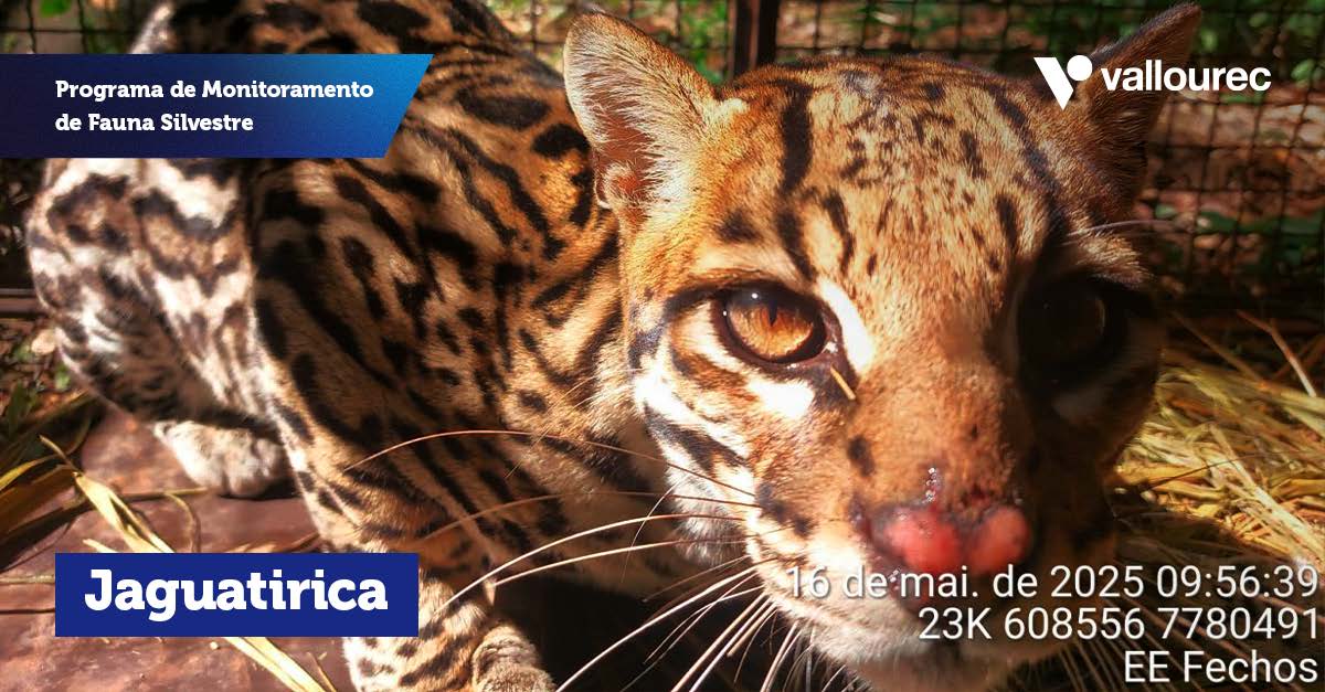 CARROSSEL-Programa_Monitoramento_Fauna_Página_4