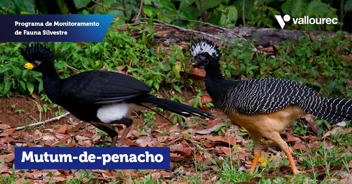 CARROSSEL-Programa_Monitoramento_Fauna_Página_5